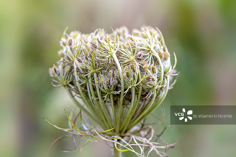 野胡萝卜（Daucus Carota）安妮女王蕾丝种子头的特写图像图片素材