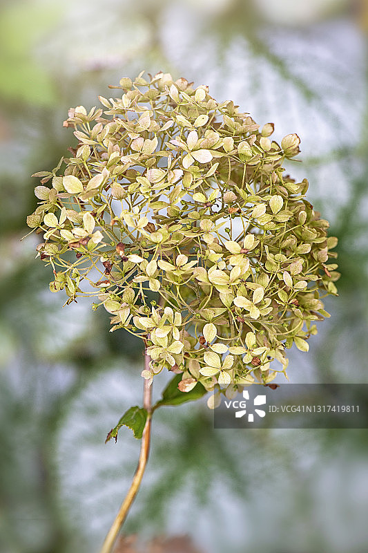 ‘无敌贝拉二世’圆锥绣球凋谢花朵的特写图片素材