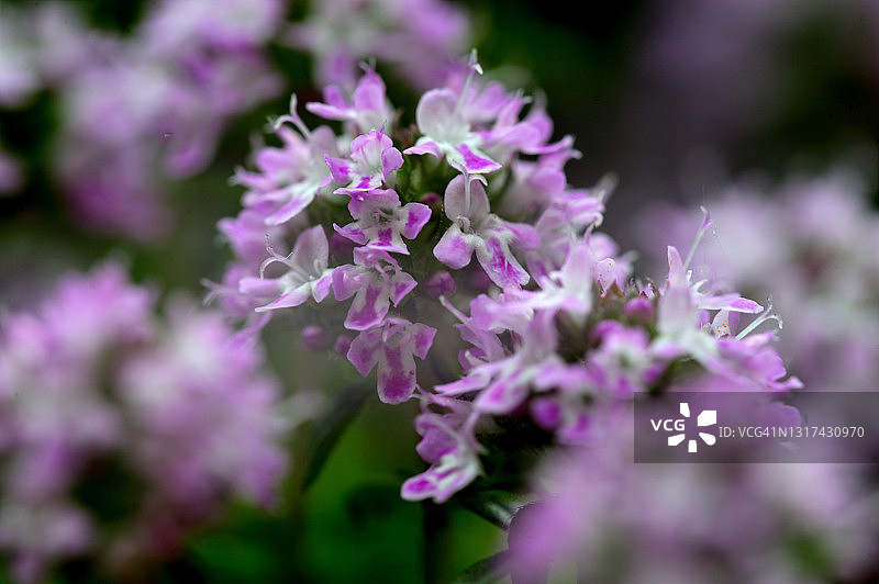 盛开的茵陈蒿图片素材