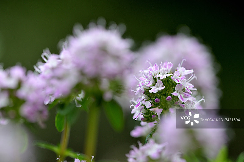 盛开的茵陈蒿图片素材