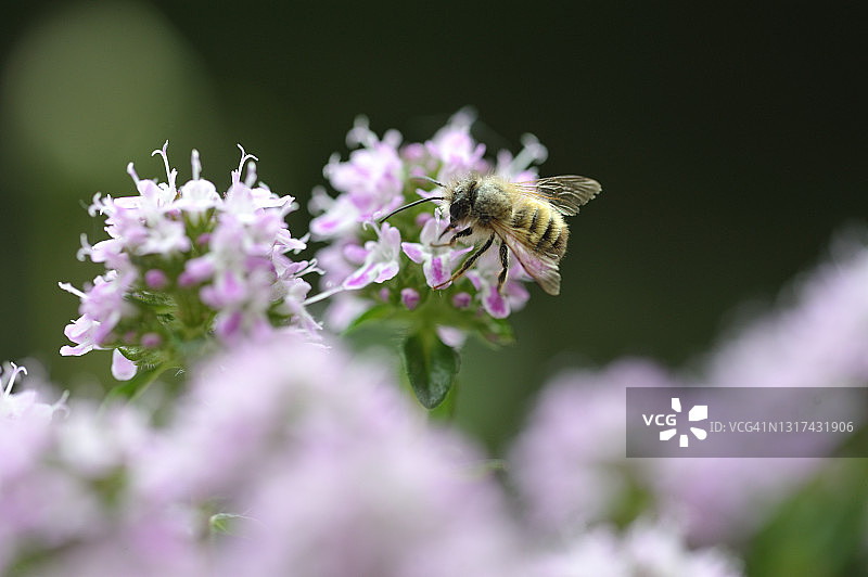 盛开的薄荷与蜜蜂图片素材