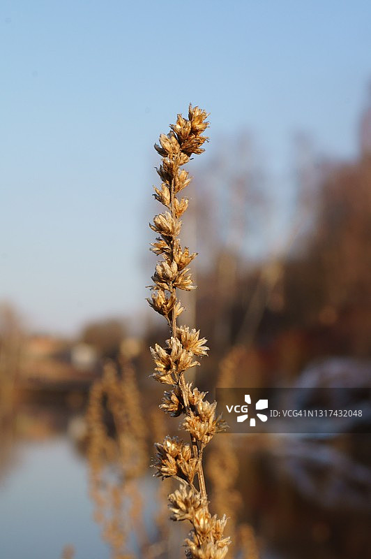 开着干花的干燥茵陈蒿图片素材