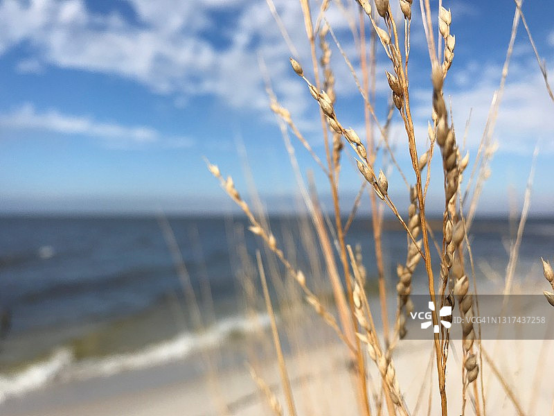 沿坦吉尔海峡的沼泽草和海滩风光图片素材