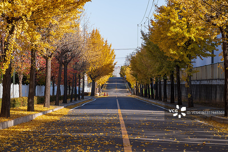 银杏树的黄叶图片素材