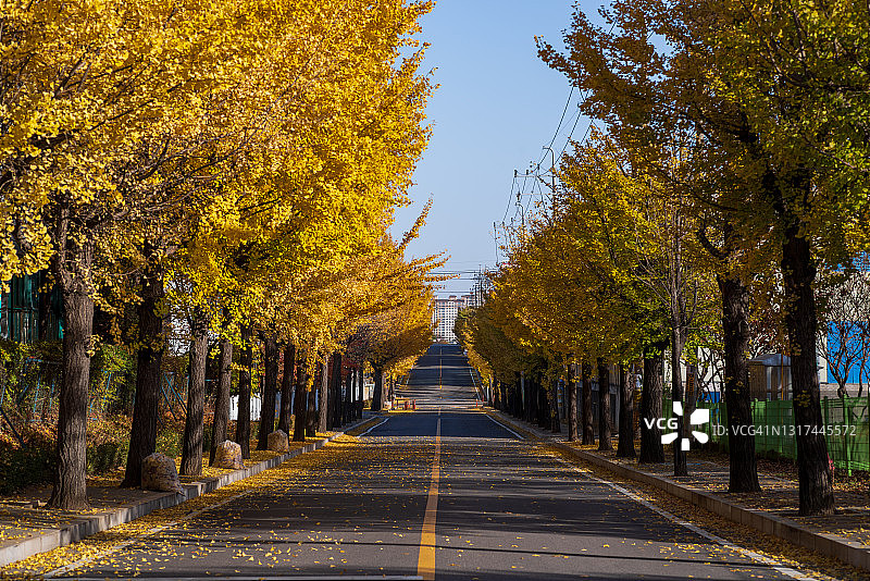 银杏树的黄叶图片素材