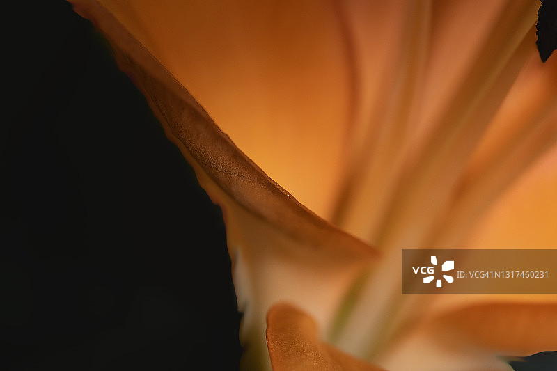 黑色背景上的绚丽抽象图片素材