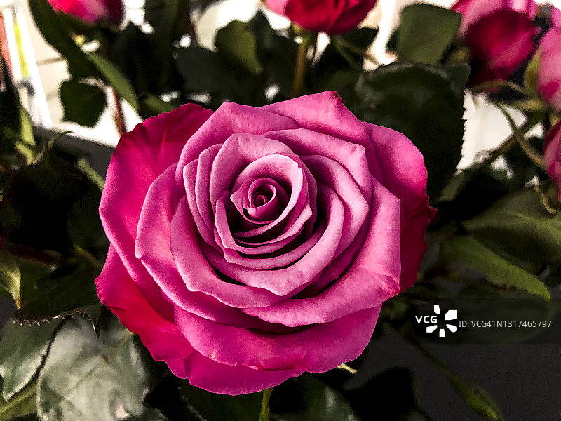 玫瑰花特写图片素材