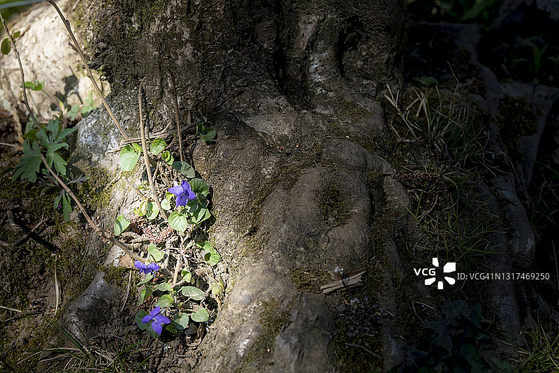 春季林地中的甜紫罗兰（香堇菜）图片素材