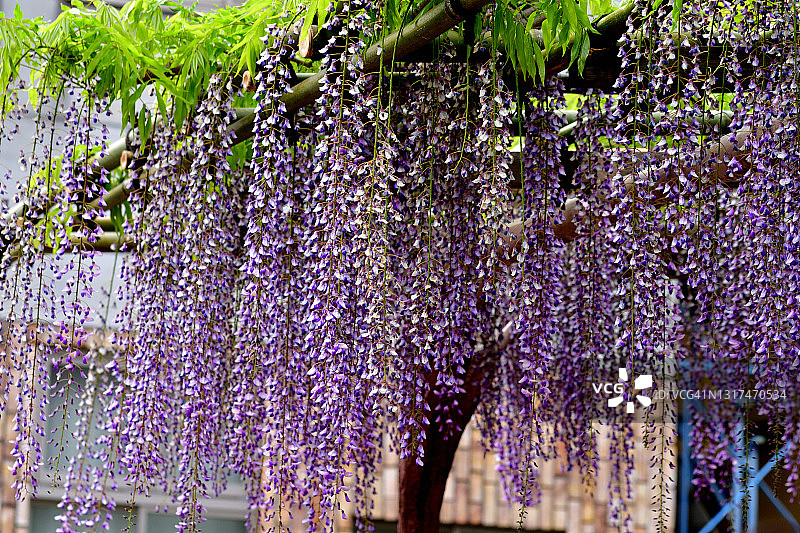 日本紫藤花图片素材