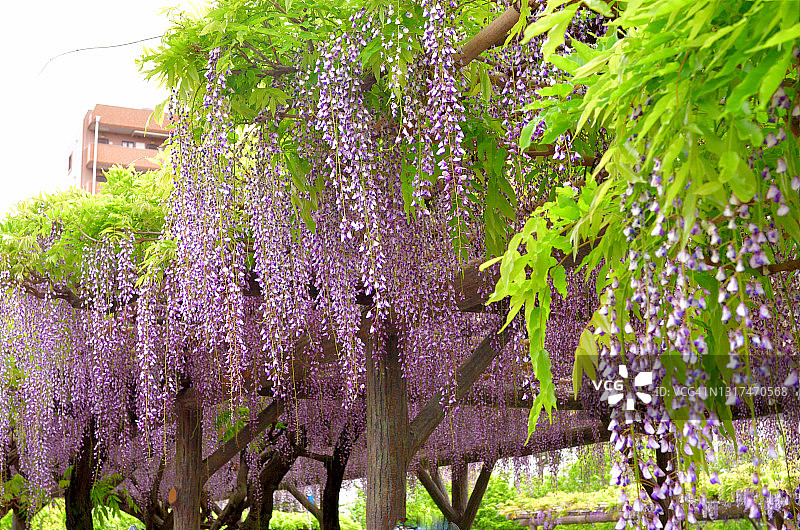日本紫藤花图片素材