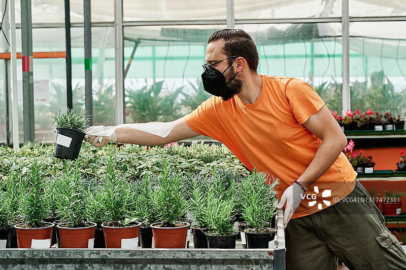 花圃工人摆放待售盆栽图片素材