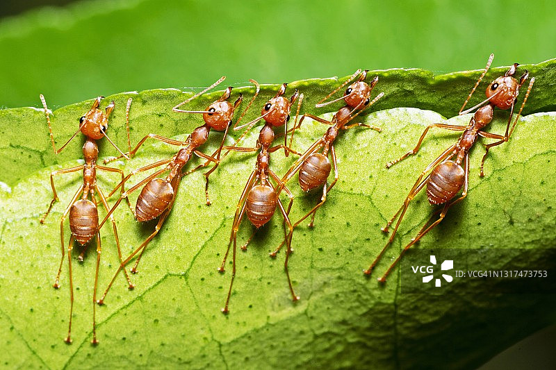 蚂蚁搬运树叶筑巢图片素材