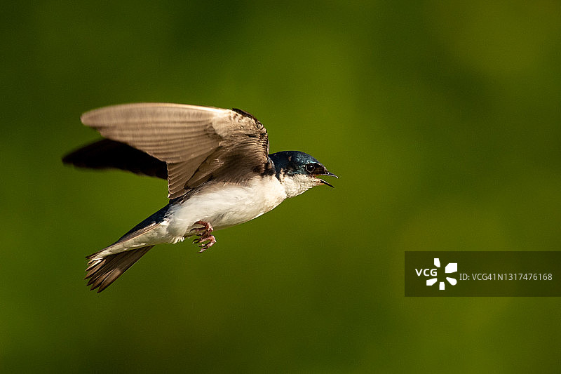 飞行中的树燕图片素材