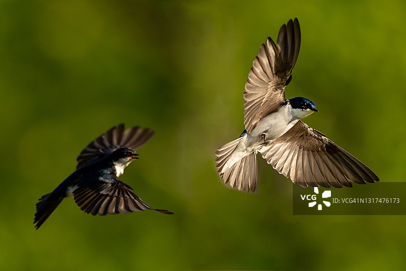 树燕追逐图片素材