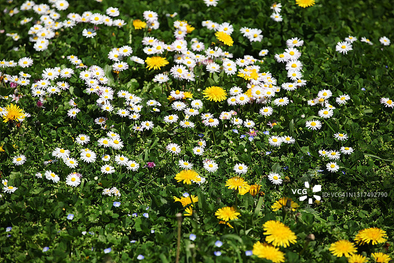 滨菊图像图片素材
