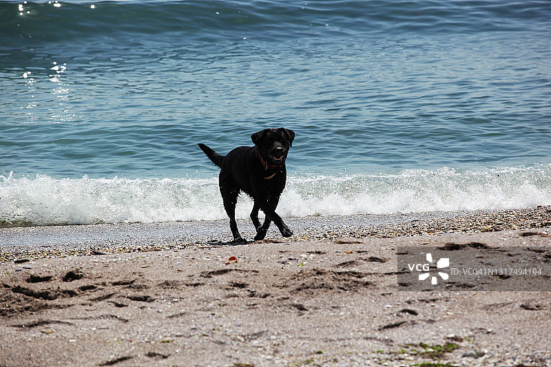 海边的黑色拉布拉多图片素材