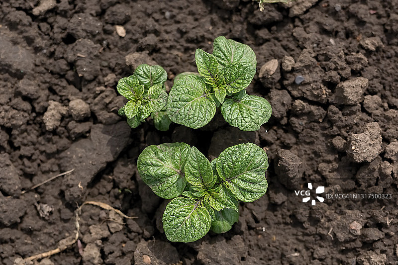 从地里长出的马铃薯嫩芽，两片叶子从土壤中长出图片素材