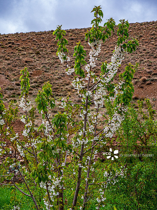 伊朗伊斯法罕省盛开的卡努卡茶树图片素材
