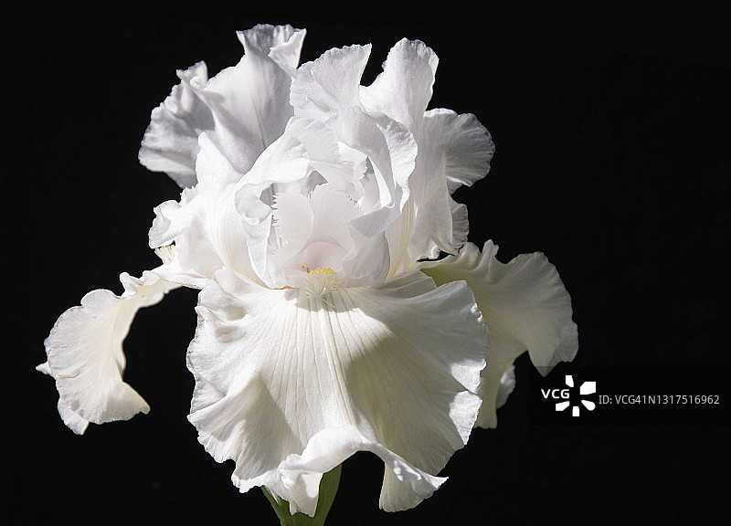 黑色背景上充满活力的白色胡须鸢尾花图片素材
