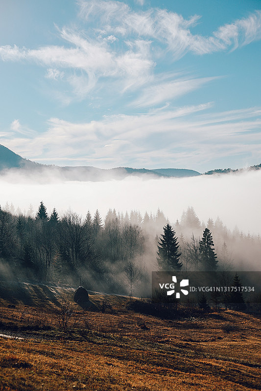 清晨雾气弥漫的森林图片素材