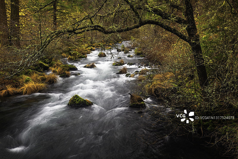 秋色森林中的伯尼小溪图片素材