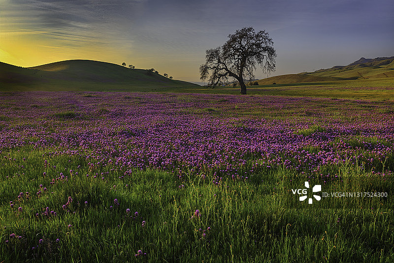 加利福尼亚州圣贝尼托县的春夜、猫头鹰三叶草和橡树图片素材