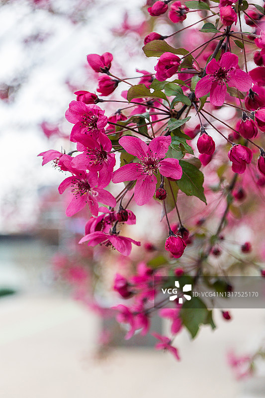 法国巴黎拉德芳斯区广场上的日本海棠树红花图片素材