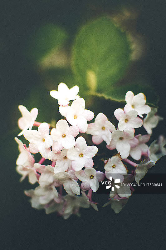 荚蒾花朵特写图片素材
