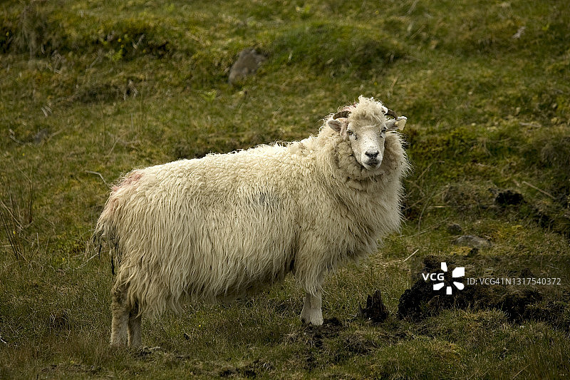 母羊肖像图片素材