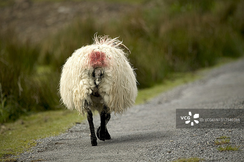 沿着乡村道路行走的母羊背影图片素材