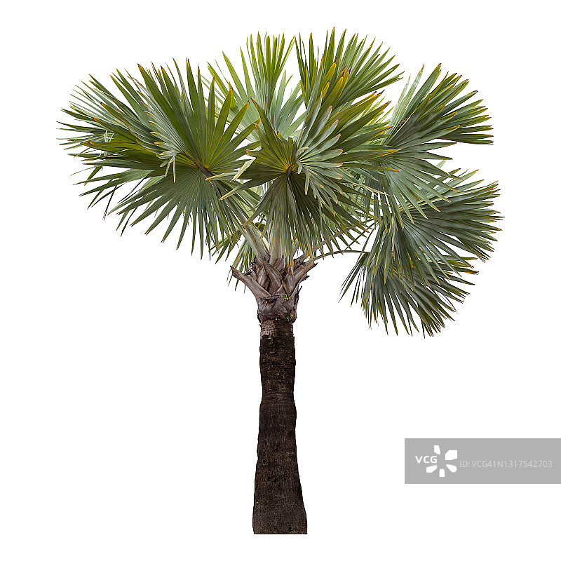 白色背景上隔离的棕榈树图片素材