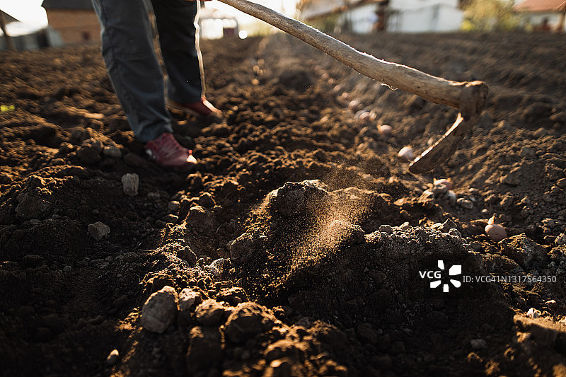 成年农民在农田里种植马铃薯图片素材