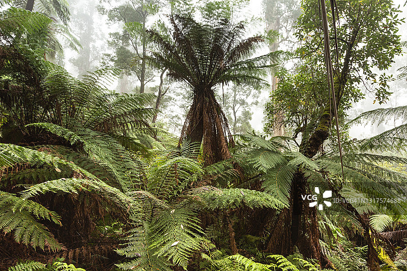 獾堰森林图片素材