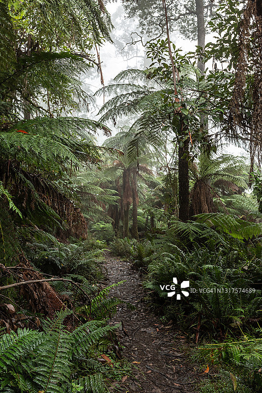 獾堰森林图片素材