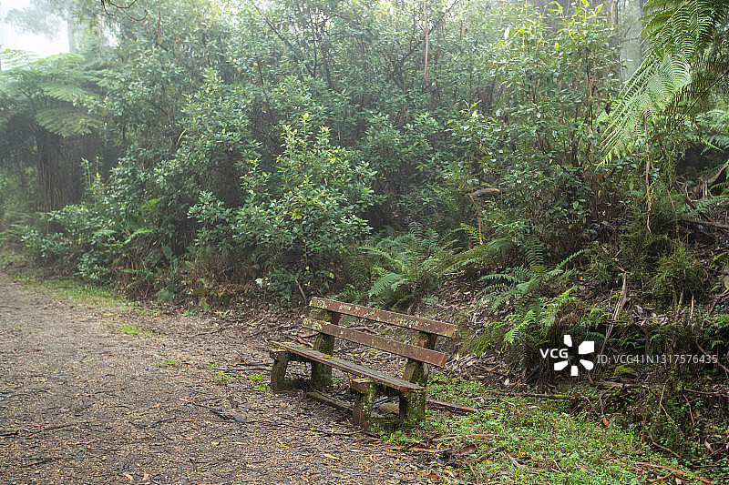 獾堰森林图片素材