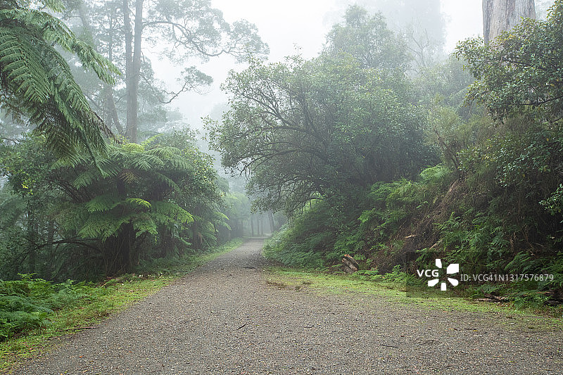 獾堰森林图片素材