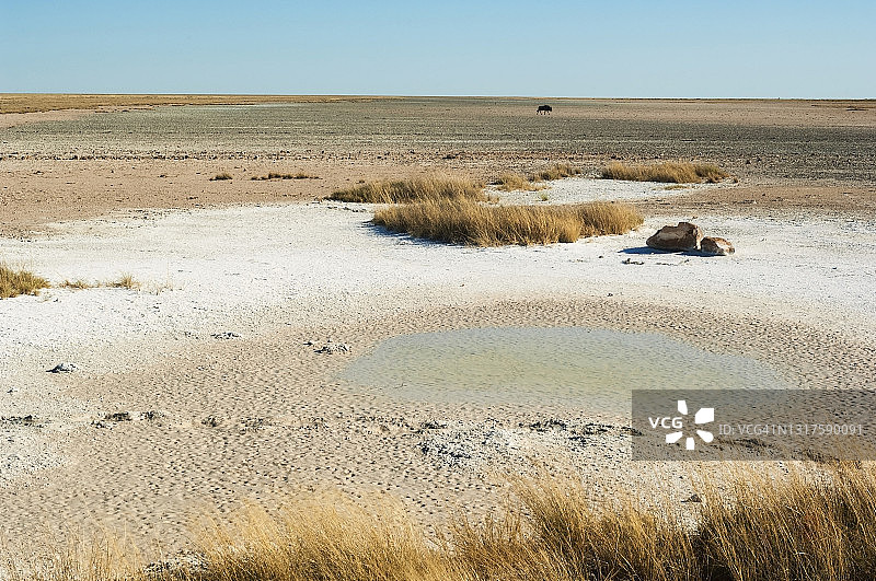 角马穿越埃托沙盐沼图片素材