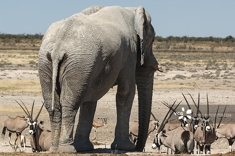 埃托沙国家公园水塘里的大象图片素材