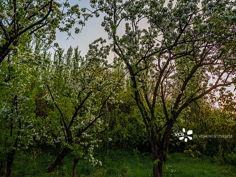 伊朗伊斯法罕省阿比扬村盛开的卡努卡茶树图片素材