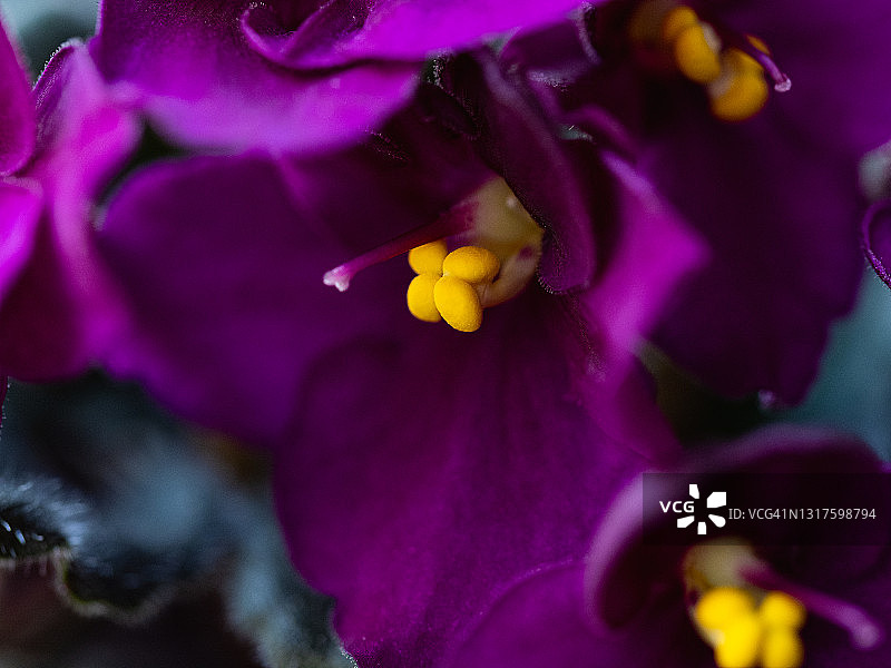 深紫色三色堇花朵与黄色花蕊特写图片素材