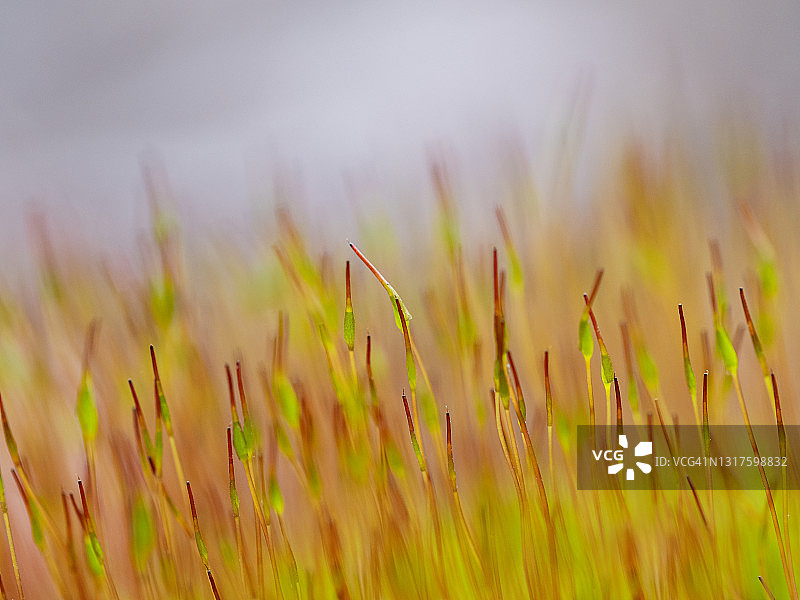 彩色苔藓孢子的抽象自然背景图片素材