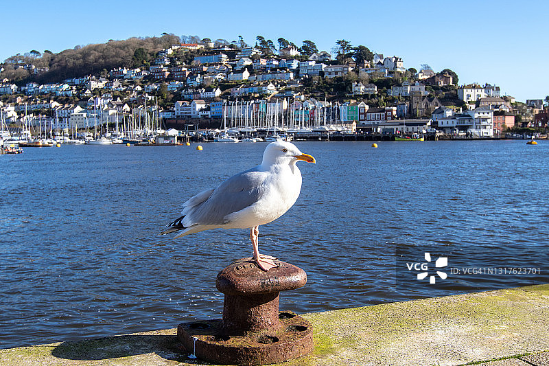 德文郡达特茅斯码头上的海鸥图片素材