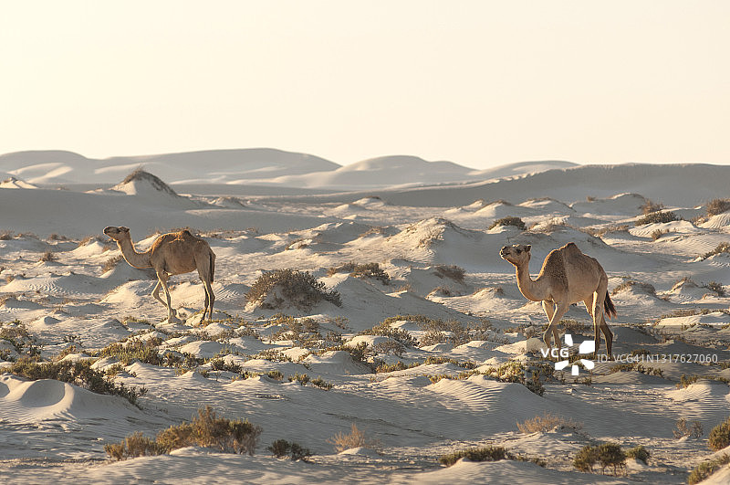 沙地上的骆驼头骨图片素材