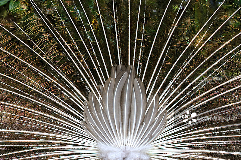 孔雀背影图片素材