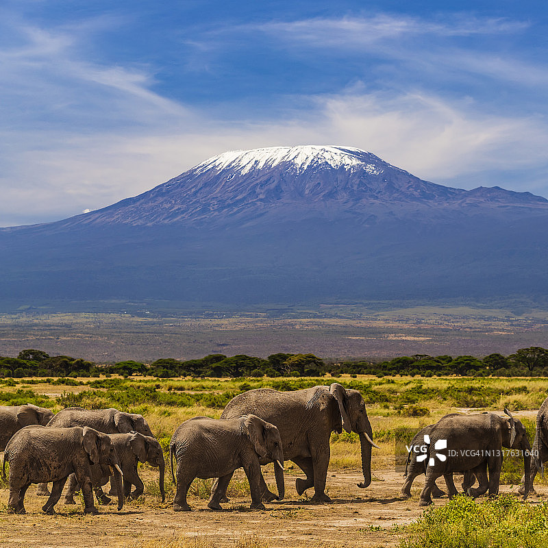 非洲象漫步在热带草原，背景是乞力马扎罗山图片素材