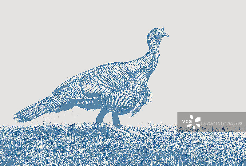 野生火鸡图片素材