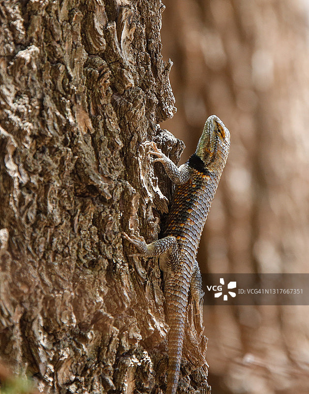 动物 - 爬行动物 - 沙漠多刺蜥蜴图片素材
