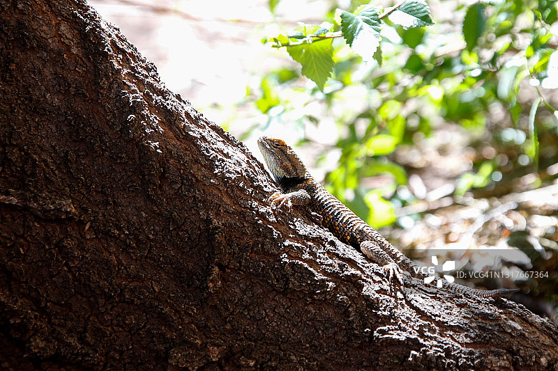 动物 - 爬行动物 - 沙漠多刺蜥蜴图片素材