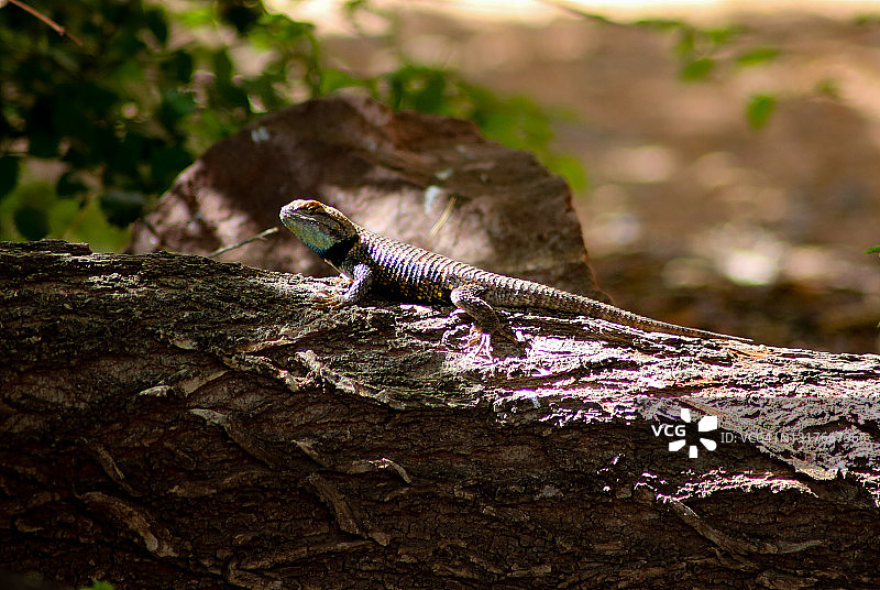 动物 - 爬行动物 - 沙漠多刺蜥蜴图片素材