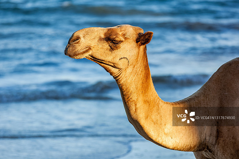 带有印度洋的骆驼肖像图片素材